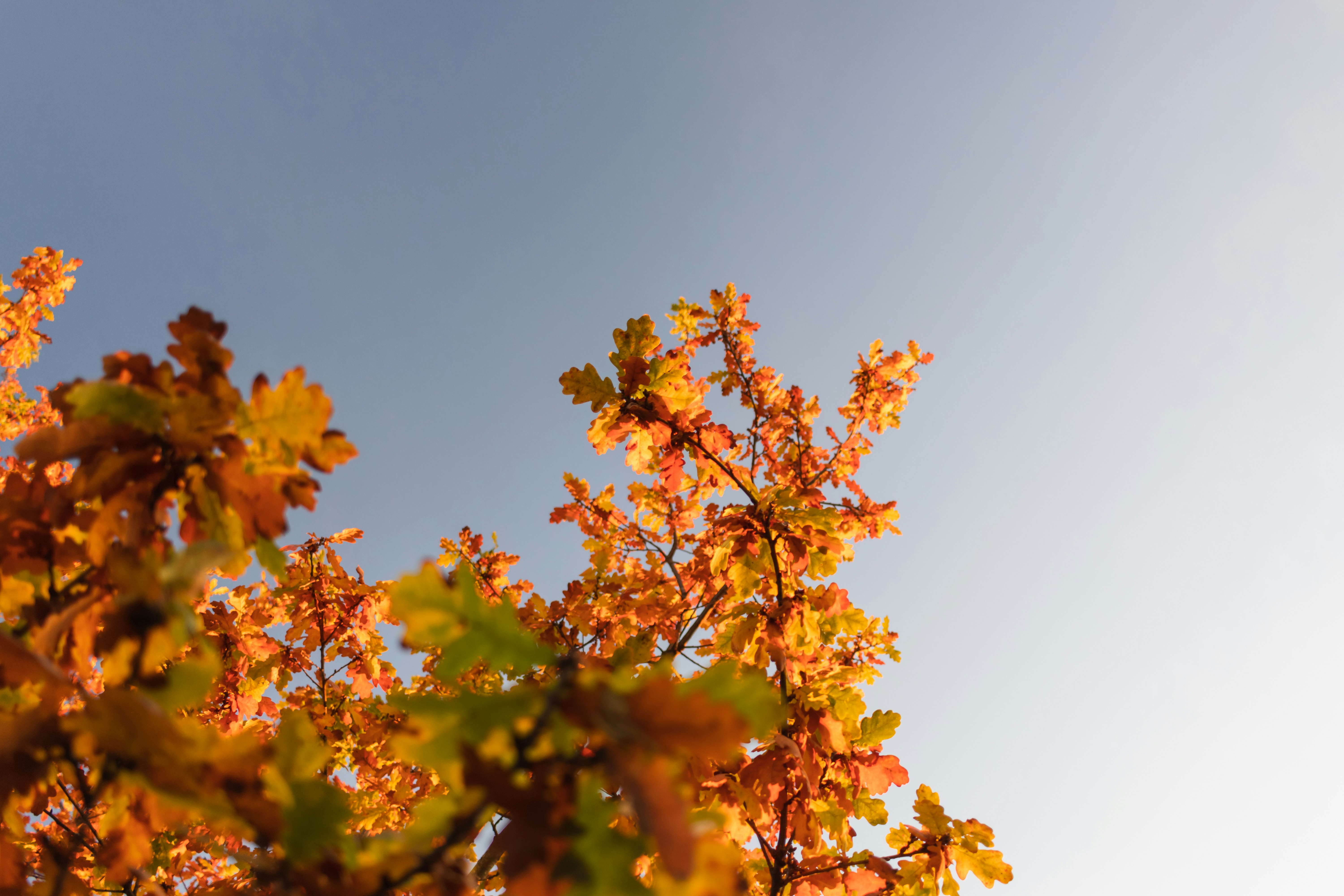 yellow leaves on brown tree